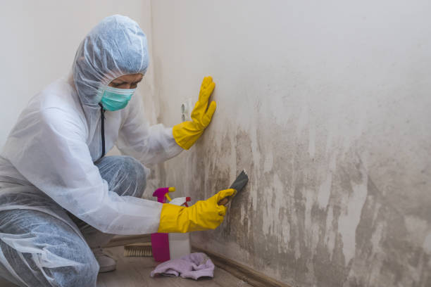 Best Attic Mold Removal  in Swannanoa, NC