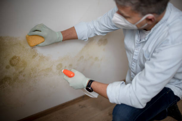 Best Home Mold Removal  in Swannanoa, NC