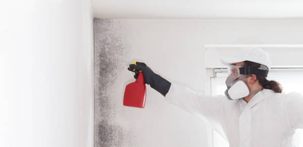 Best Mold Remediation  in Swannanoa, NC