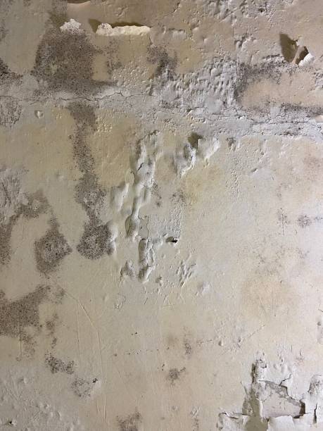 Attic Mold Removal in Swannanoa, NC