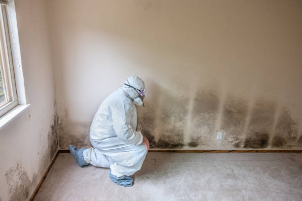 Best Affordable Mold Removal  in Swannanoa, NC