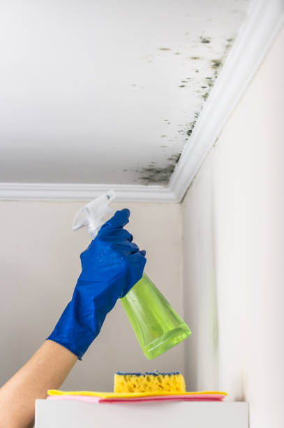 Home Mold Removal in Swannanoa, NC